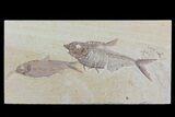 Diplomystus & Knightia Fossil Fish Association - Wyoming #79825-2